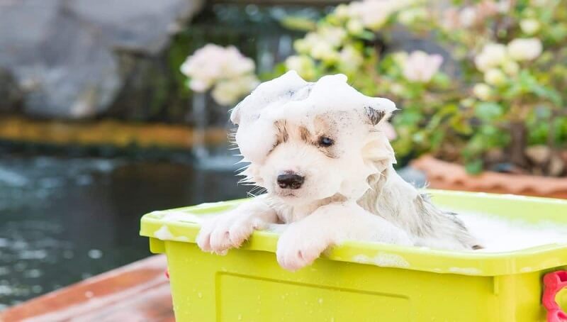 Puppy Bath Time