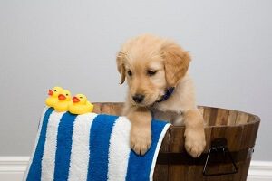 Puppy In A Bucket