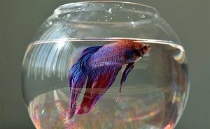 Purple Betta