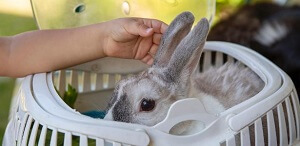 Rabbit Carrier