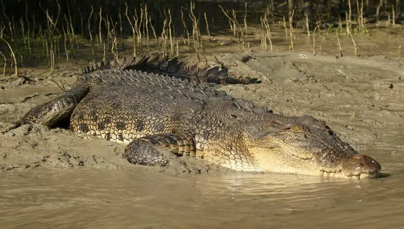 Saltwater Crocodile