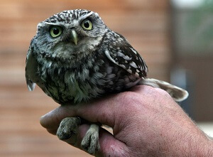 Small Owl