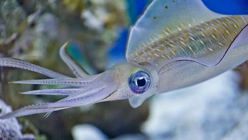Interesting Facts About Squids 4 A Squid In The Sea