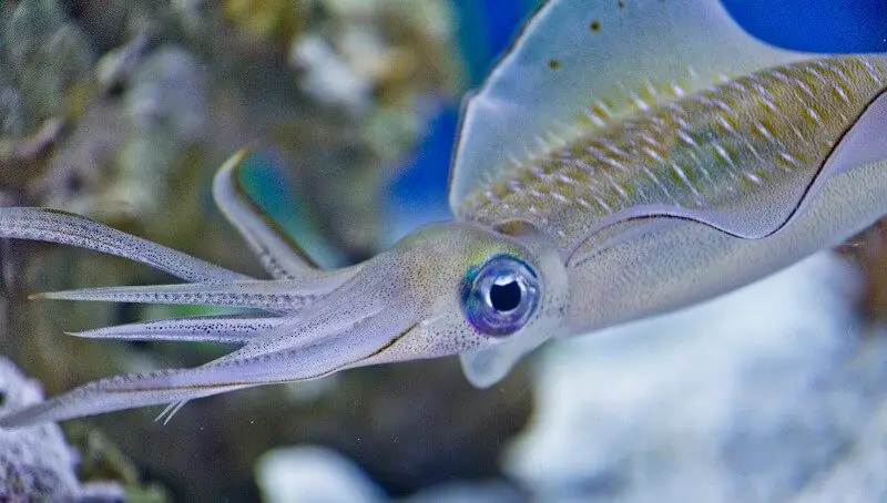 Interesting Facts About Squids 2 A Squid In The Sea