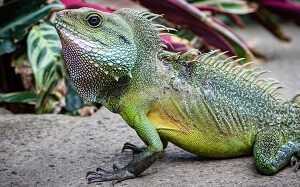 Thai Water Dragon