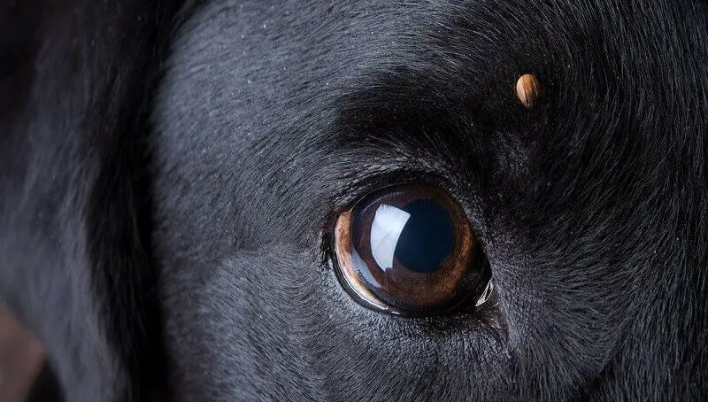 Which Are The Most Common Tick Spread Diseases In Dogs? 4 Tick On A Dog
