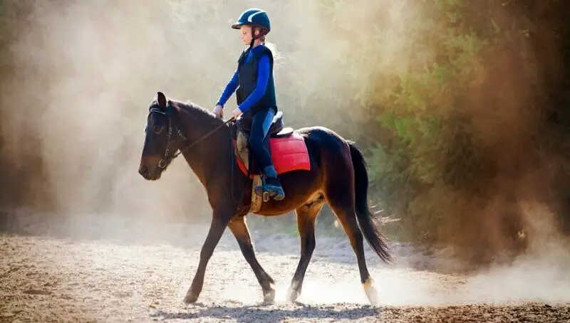 Am I Too Big To Ride A Horse? 4 Too Big To Ride A Horse