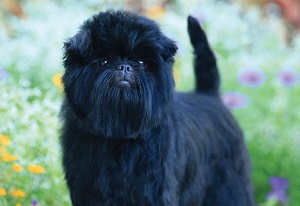 Affenpinscher