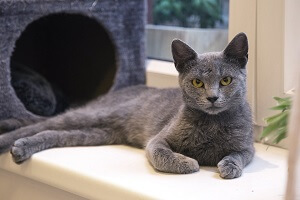 Russian Blue