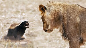 Badger Attacks Lion