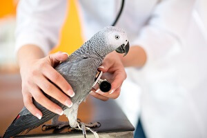 Bird At The Vet