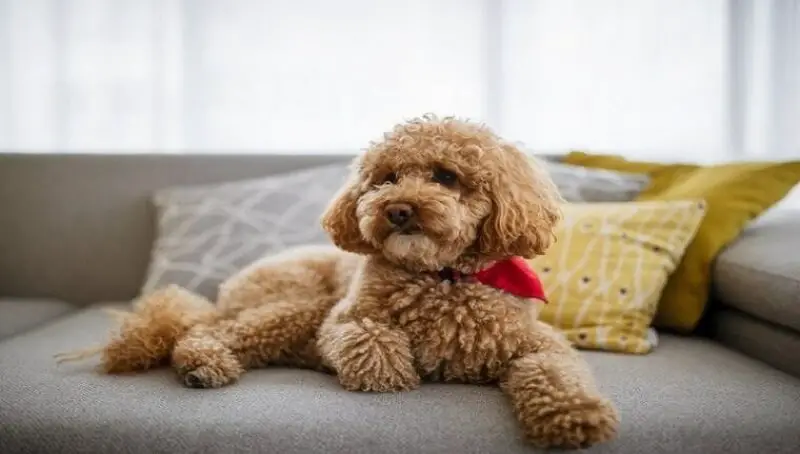 Dog Breeds That Don’t Shed A Lot 2 Brown Caniche