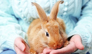 Bunny As Pet