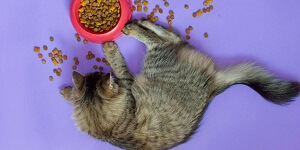 Cat Refuses Food