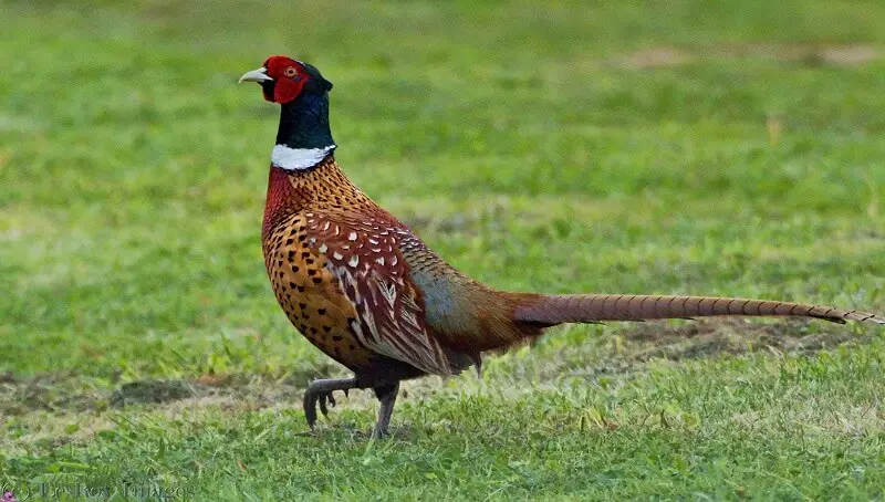 Common Pheasant