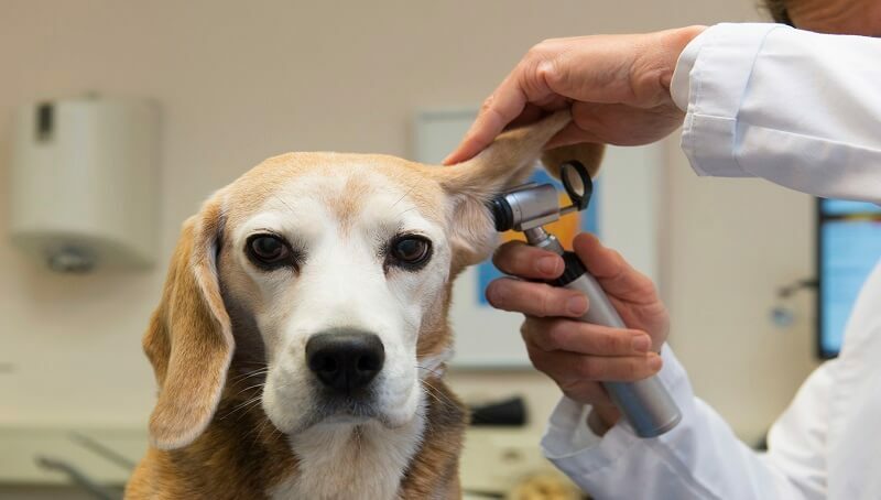Dog Ear Consult