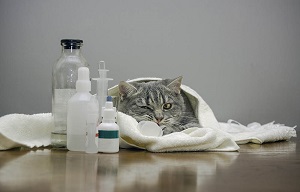 First Aid Cat