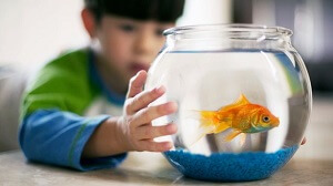 Goldfish In Fishbowl