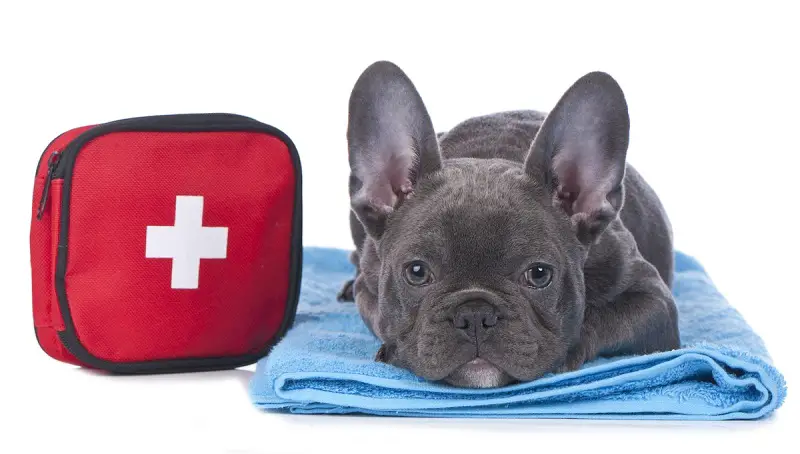 Pet First Aid Kit