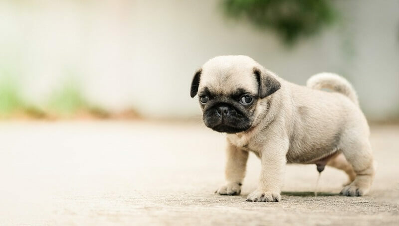 Puppy Potty Train