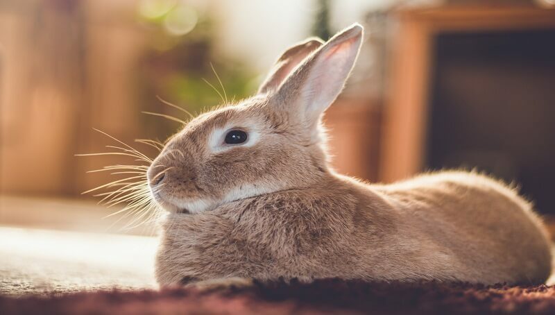 All About Rabbits As Pets 4 Rabbit As Pet