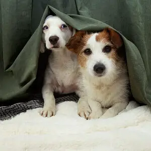 Scared Dogs