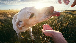 Sunstroke In Dogs